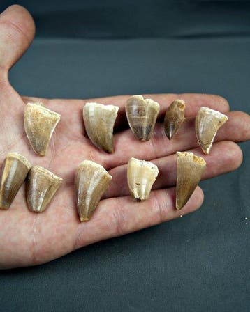 Verzameling mosasaurus-tanden - Fossiele tand - Mosasaurus, Verzamelen, Mineralen en Fossielen