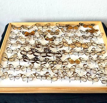 Historische collectie 62x Glasvleugelvlinders Ithomiinae -, Nieuw