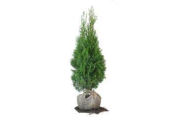 Conifeer Smaragd, Haagconifeer, KORTING, A-kwaliteit, Tuin en Terras, Planten | Struiken en Hagen, Ophalen of Verzenden, Conifeer