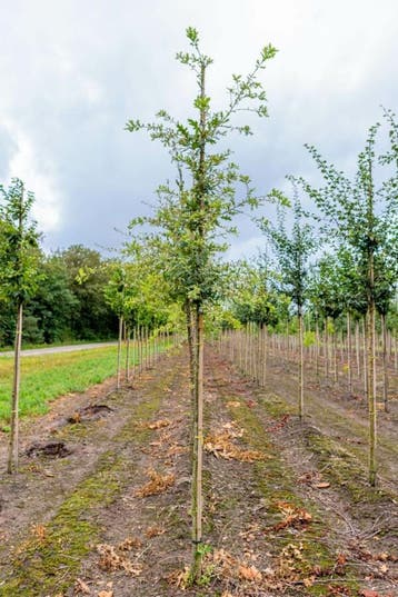 Quercus pubescens hoogstam 12/14