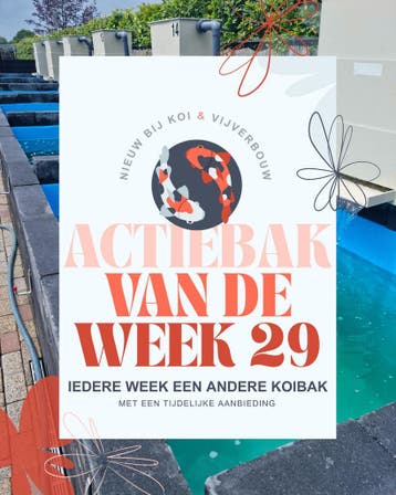 Koi aanbieding: Japanse Tosai Mix NND, Karper of Koi