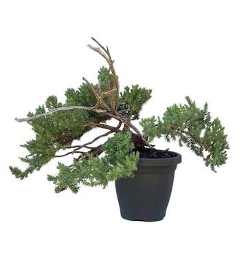 Jeneverbes bonsai (Juniperus) - Hoogte (boom): 22 cm -