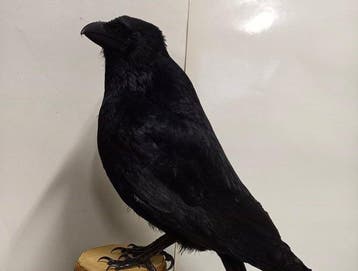 Zwarte kraai Taxidermie volledige montage - Corvus corone -