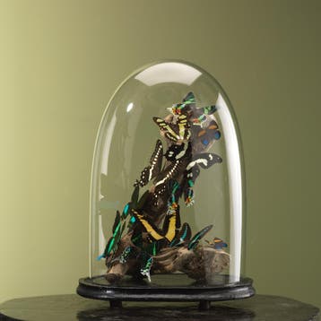 Vlinders in Antieke Stolp Taxidermie Opgezette Dieren By Max, Ophalen of Verzenden, Nieuw, Insect, Opgezet dier