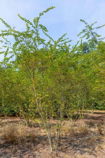 Prunus x subhirtella Autumnalis Rosea meerstammig