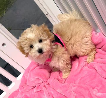 Mooie, gezonde MALTIPOO f1 pups, Dieren en Toebehoren, Honden | Chihuahua's en Gezelschapshonden, Parvo, Overige rassen, 8 tot 15 weken