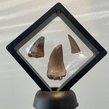 Dinosaurus Tand - Mosasaurus - 42 mm - 19 mm - 9 mm - (3)