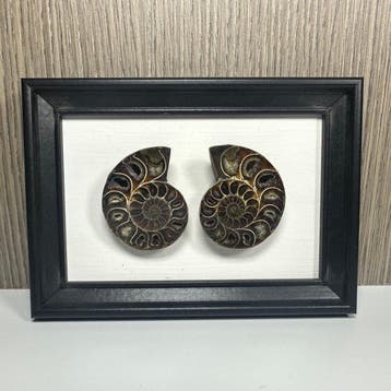 Ammoniet - Gefossiliseerd dier - Aioloceras (Cleoniceras)