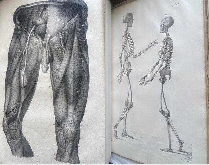 Jules Germain Cloquet - [Huge Folio] Anatomie de lHomme, ou, Antiek en Kunst, Antiek | Boeken en Bijbels