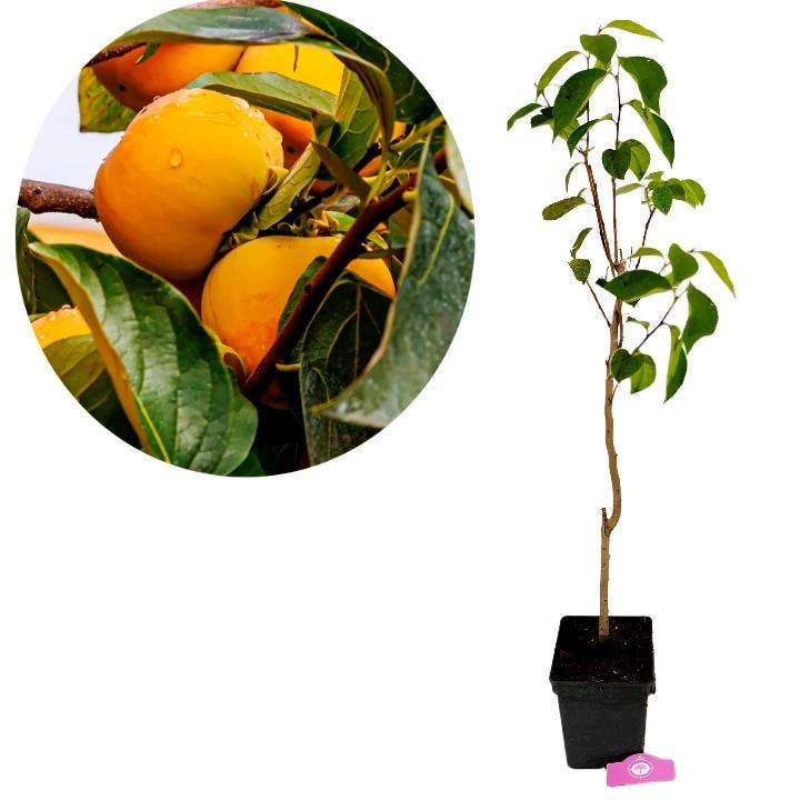 Diospyros Kaki Jiro, Kakiboom, 5 liter pot, Hoogte 90cm, Tuin en Terras, Planten | Fruitbomen, Volle zon, Verzenden