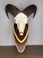Mouflon Schedel van een zoogdier - Ovis gmelini - 40 cm - 30