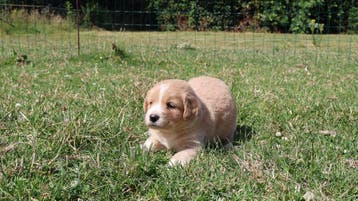 Wij hebben hele knappe labrador pups te koop, Parvo, Nederland, 8 tot 15 weken, Labrador retriever