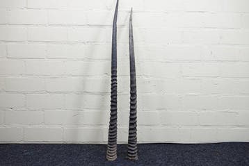 Gemsbok Hoorns - Oryx gazella - 90 cm - 3 cm - 0 cm-, Verzamelen, Nieuw