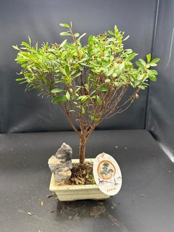 Japanese holly bonsai (Ilex crenata) - Hoogte (boom): 30 cm