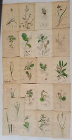James Sowerby - No. 21 hancoloured botanical plates from