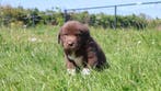 Hele knappe labrador pups te koop, Parvo, Nederland, 8 tot 15 weken, Labrador retriever