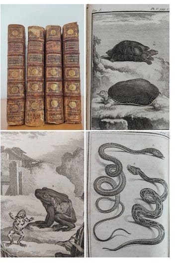 Buffon and Comte de La Cepede - Histoire Naturelle des