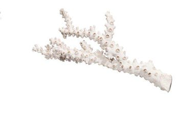 Grote steenkoraal (Astkoraal) – wit, 41 cm breed, in, Nieuw