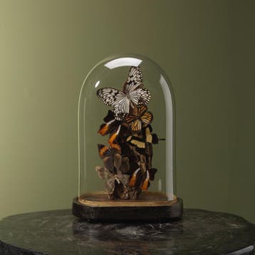 Vlinders in Stolp Taxidermie Opgezette Dieren By Max, Verzamelen, Dierenverzamelingen, Ophalen of Verzenden, Nieuw, Insect, Opgezet dier