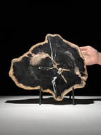 C- Prachtige grote plak versteend hout op een maatwerk, Antiek en Kunst