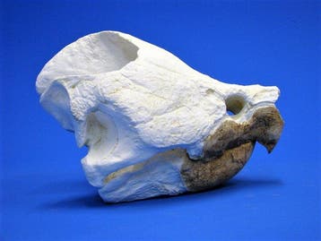 Replica alligator-snapping-schildpad Schedel - Macrochelys, Verzamelen, Dierenverzamelingen, Nieuw