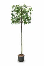 Prunus laurocerasus Novita leiboom 10/12 180cm stam 120b x