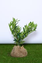 Laurier - Prunus Laurocerasus ‘Otto Luyken’ 30t/m70cm ACTIE!, Ophalen of Verzenden