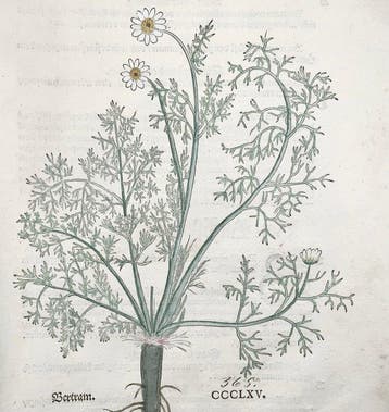 Leonhard Fuchs - Large hand coloured folio - Pellitory or