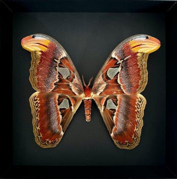 Mot Taxidermie volledige montage - Attacus Atlas Femelle XL
