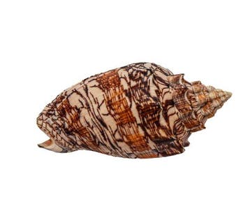 Exclusieve verzamelaar-walsenslak: Voluta ebraea (125 mm,