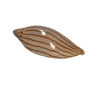Jamrachs Walzenschnecke: Amoria jamrachi (56 mm) – Exquisiet, Antiek en Kunst