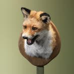 Vos Taxidermie Opgezette Dieren By Max, Verzamelen, Dierenverzamelingen, Ophalen of Verzenden, Nieuw, Wild dier, Opgezet dier