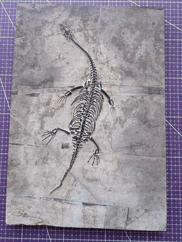 Fossiel reptiel: Keichousaurus – zeldzaam getuigenis uit het