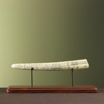 Walrus Tand Replica Taxidermie Opgezette Dieren By Max, Verzamelen, Dierenverzamelingen, Ophalen of Verzenden, Nieuw, Wild dier