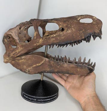 Fossiele schedel - Utahraptor ostrommaysorum - Museum-Grade, Verzamelen, Mineralen en Fossielen