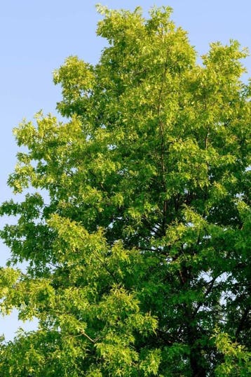 Fraxinus americana Skyline hoogstam 10/12