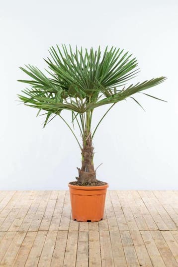 Chinese Waaierpalm / Trachycarpus Fortunei op stam 125-150