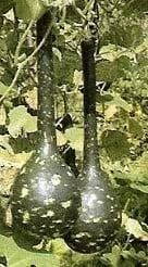 Amphora Lagenaria fleskalebas 50 zaden, Ophalen of Verzenden, Nieuw