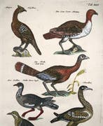 Matthäus Merian (b.1593) Hand coloured folio: Grouse,