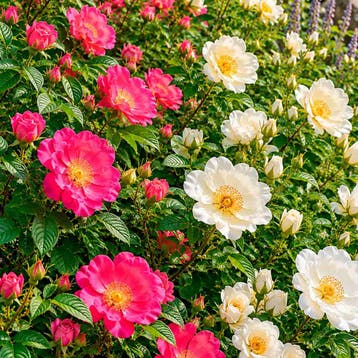 Wilde Rozen Tuincollectie – 3 Planten Roos, Sierplanten, Verzenden, Overige soorten, Struik