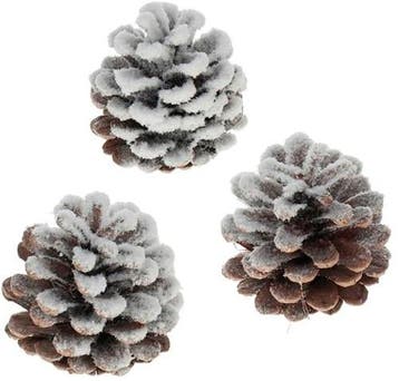 Oostenrijker dennenappel Pinus Nigra sneeuw 250 gr, Ophalen of Verzenden, Nieuw