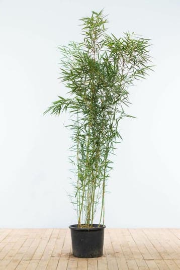 Bamboe Fargesia robusta Campbell Haag 150-175 Pot, Tuin en Terras