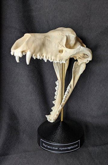 Thylacine Schedel - (Thylacinus cynocephalus) - Museum Grade