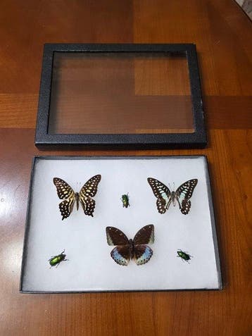 Vlinder Taxidermie volledige montage - Espèces variés - 18.5, Nieuw