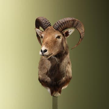Moeflon Taxidermie Opgezette Dieren By Max, Verzamelen, Dierenverzamelingen, Ophalen of Verzenden, Nieuw, Wild dier, Opgezet dier