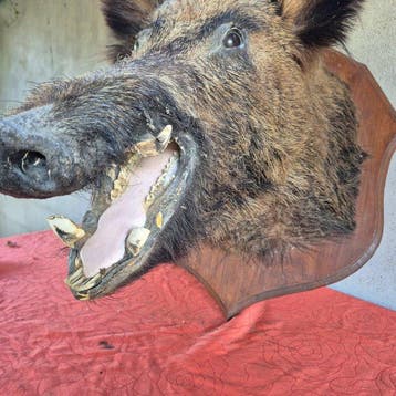 Wild zwijn Taxidermie volledige montage - Sus scrofa -, Nieuw