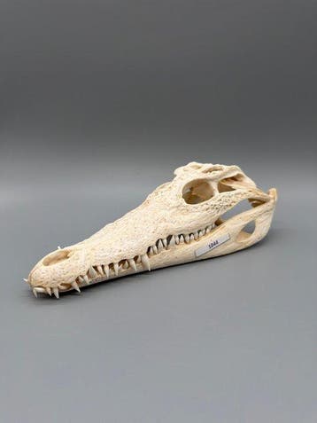 Nijlkrokodil Schedel - Crocodylus niloticus - 7 cm - 10 cm -, Verzamelen, Nieuw