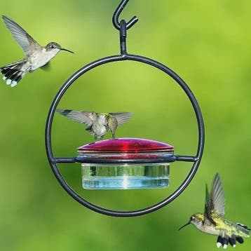 Hangende Kolibrivoederaar - Ronde Water Voeder voor Tuin en, Dieren en Toebehoren