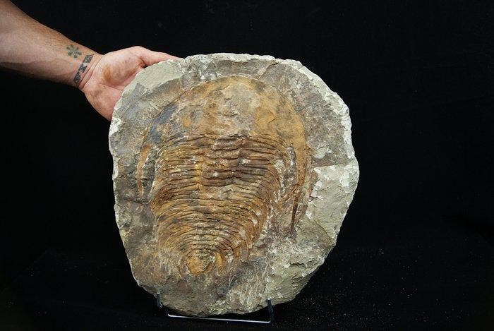 Verbazingwekkende trilobiet Acadoparadoxides XXL - Fossiel, Verzamelen, Mineralen en Fossielen