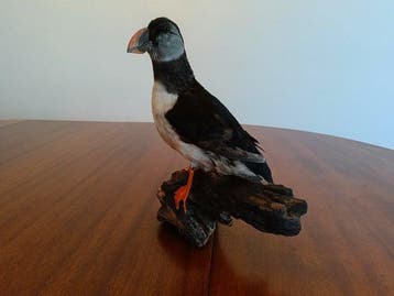 Papegaaiduiker Taxidermie volledige montage - Fratercula, Nieuw